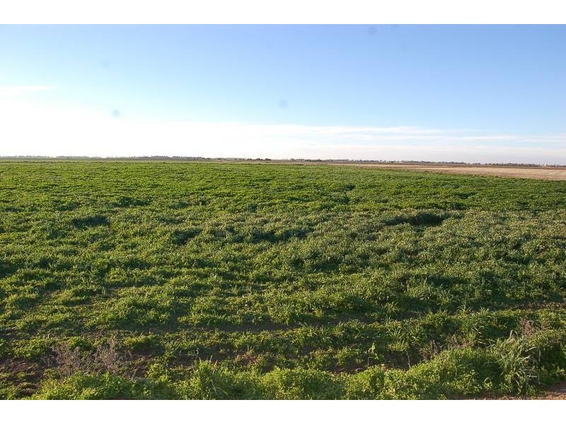 Farm 634 McLarty, Coleambally NSW 2707