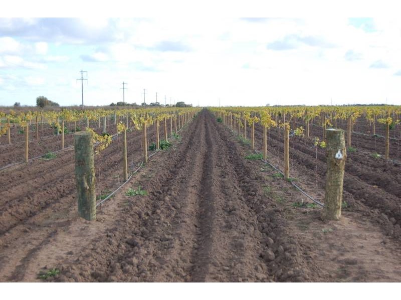 Farm 2677 Evans Road, Yoogali NSW 2680