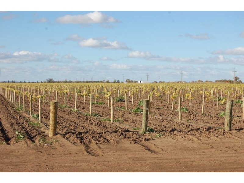 Farm 2677 Evans Road, Yoogali NSW 2680