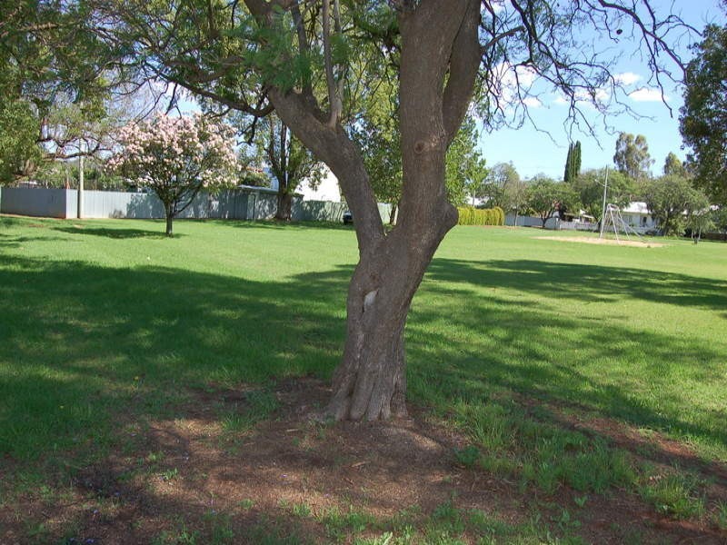 39 Noorilla Street, Griffith NSW 2680