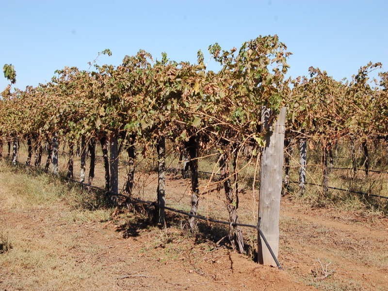 FARM/1444A Bilbul Road, Bilbul NSW 2680