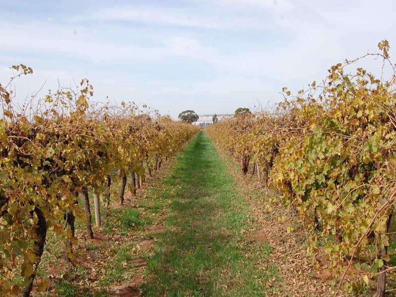 FARM/1526 McClure Road, Yenda NSW 2681