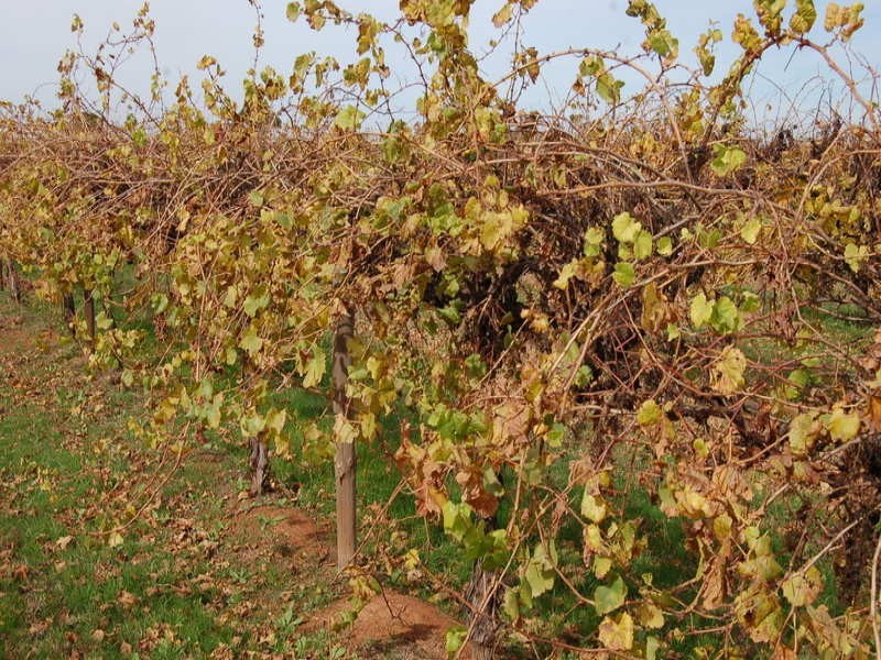 FARM/1526 McClure Road, Yenda NSW 2681