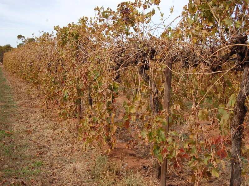 FARM/1526 McClure Road, Yenda NSW 2681