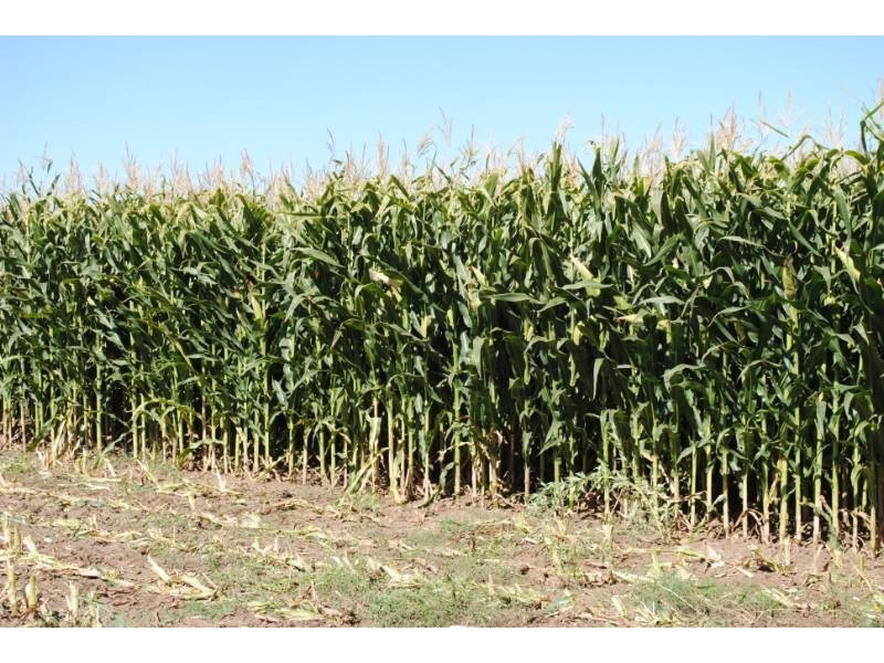 958 Irrigation Way, Cudgel NSW 2700