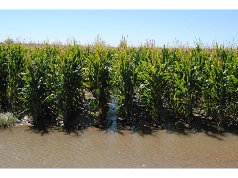 958 Irrigation Way, Cudgel NSW 2700