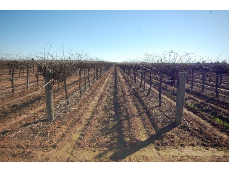 Farm 548B Moseley Road, Bilbul NSW 2680