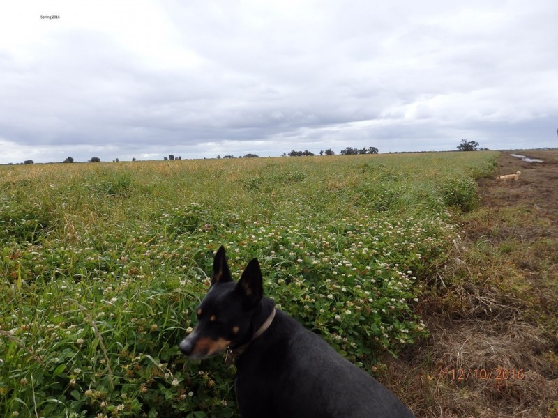 Farm 30D Lovell and Dossetor Rds, Benerembah NSW 2680