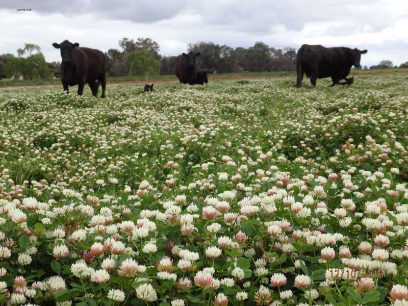 Farm 30D Lovell and Dossetor Rds, Benerembah NSW 2680