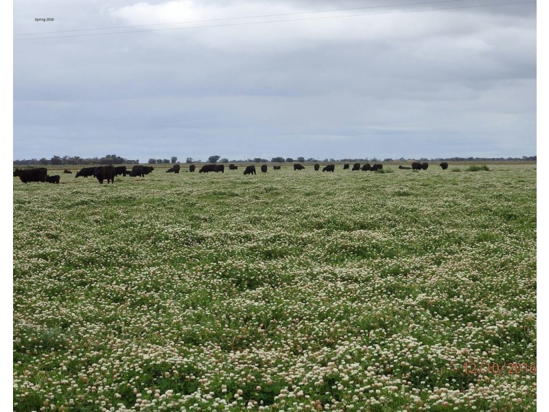 Farm 30D Lovell and Dossetor Rds, Benerembah NSW 2680