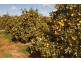 Farm 1307 Kidman Way, Tharbogang NSW 2680