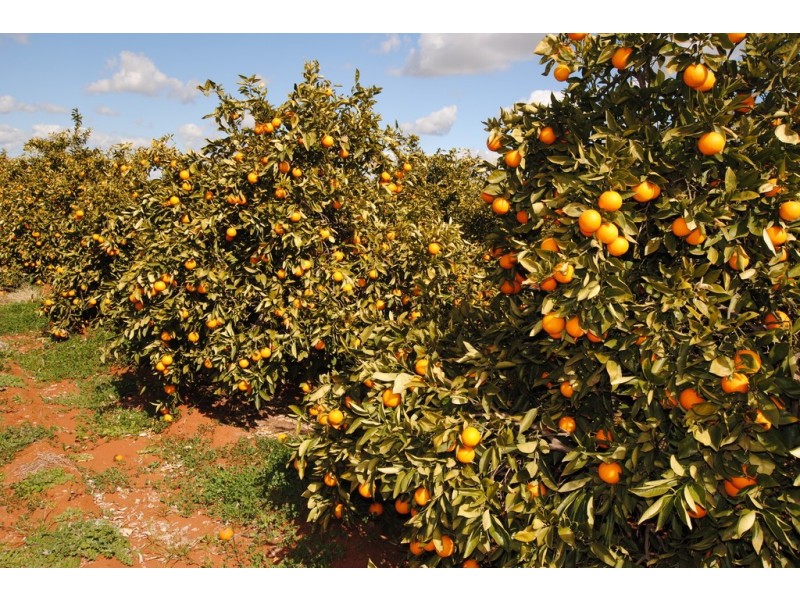 Farm 1307 Kidman Way, Tharbogang NSW 2680