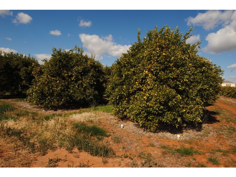 Farm 1307 Kidman Way, Tharbogang NSW 2680