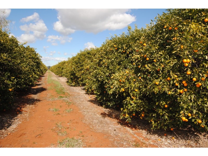 Farm 1307 Kidman Way, Tharbogang NSW 2680