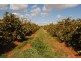 Farm 1307 Kidman Way, Tharbogang NSW 2680