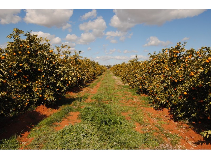 Farm 1307 Kidman Way, Tharbogang NSW 2680