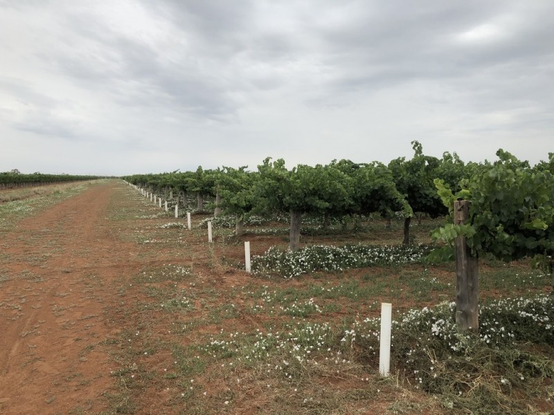 Bilbul NSW 2680