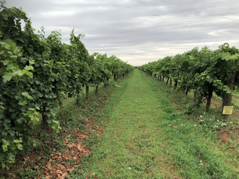 2617 Carver Road, Yenda NSW 2681