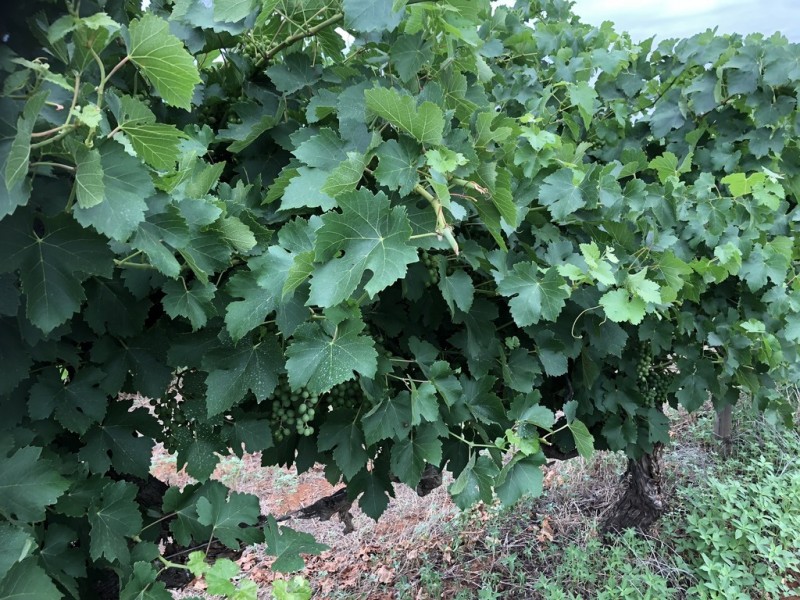 2617 Carver Road, Yenda NSW 2681