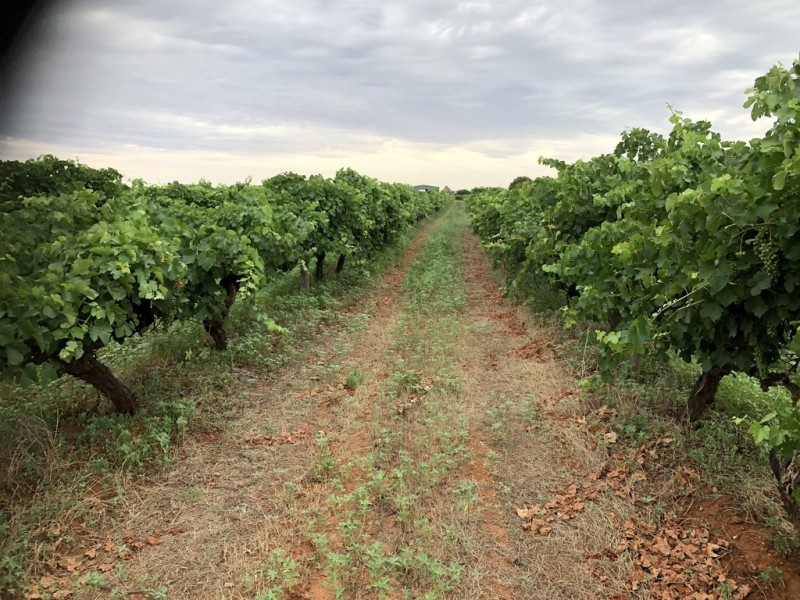 2617 Carver Road, Yenda NSW 2681