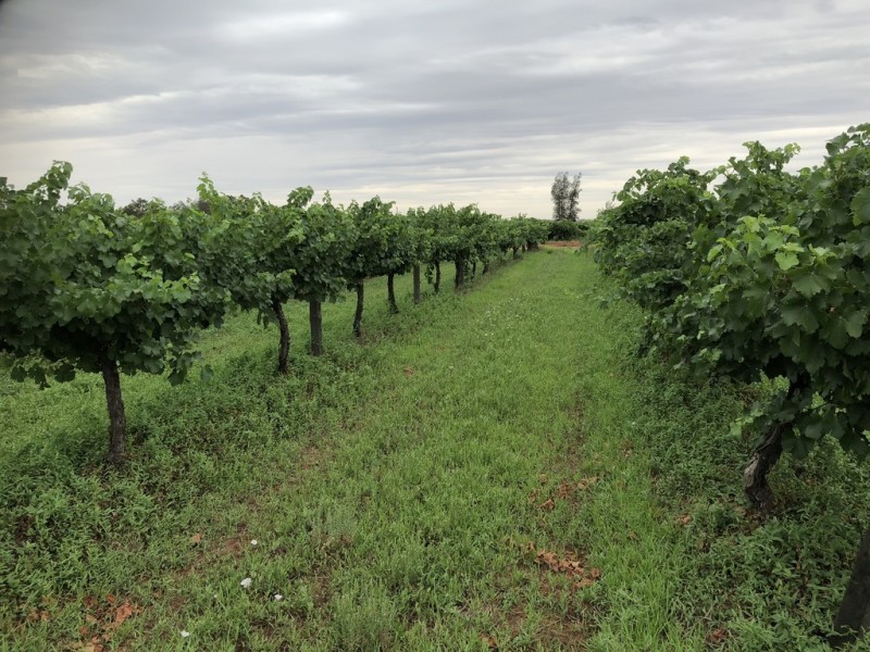 2617 Carver Road, Yenda NSW 2681