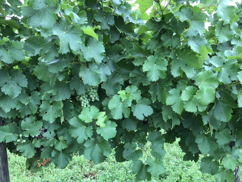 2617 Carver Road, Yenda NSW 2681