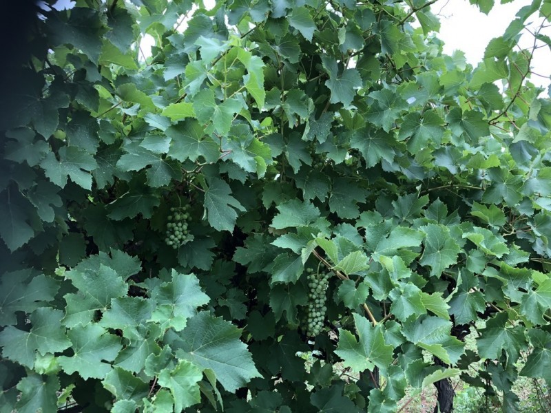 2617 Carver Road, Yenda NSW 2681