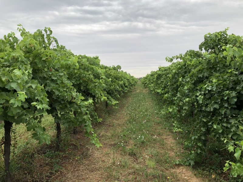 2617 Carver Road, Yenda NSW 2681