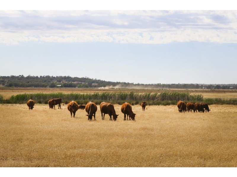 Griffith NSW 2680