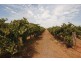 1506 and 1549 McClure Road and Edge Road, Yenda NSW 2681