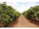 1506 and 1549 McClure Road and Edge Road, Yenda NSW 2681