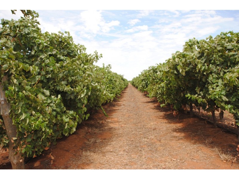 1506 and 1549 McClure Road and Edge Road, Yenda NSW 2681