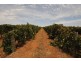 1506 and 1549 McClure Road and Edge Road, Yenda NSW 2681