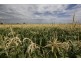 Yanco NSW 2703