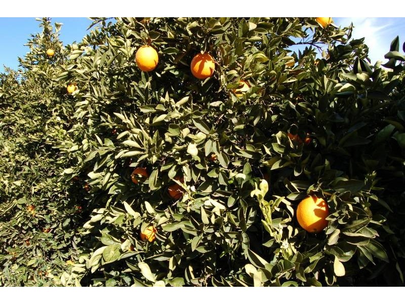 Farm 564a Kearey Road, Bilbul NSW 2680