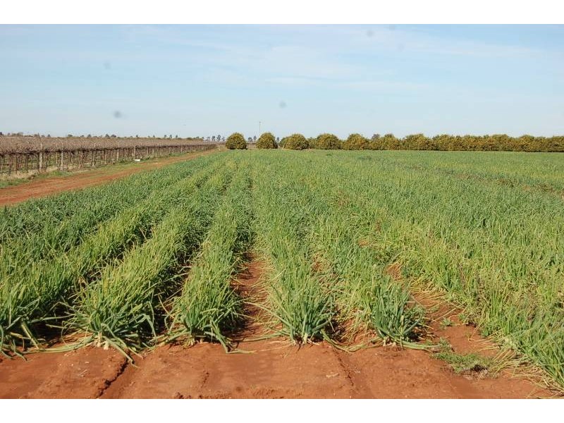 Farm 564a Kearey Road, Bilbul NSW 2680