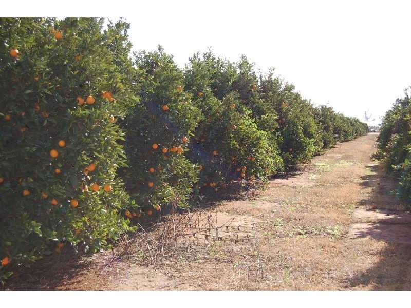 Farm 564a Kearey Road, Bilbul NSW 2680