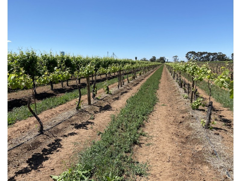 Farm 415 Yenda Road, Yenda NSW 2681