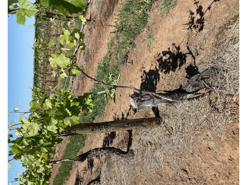 Farm 415 Yenda Road, Yenda NSW 2681