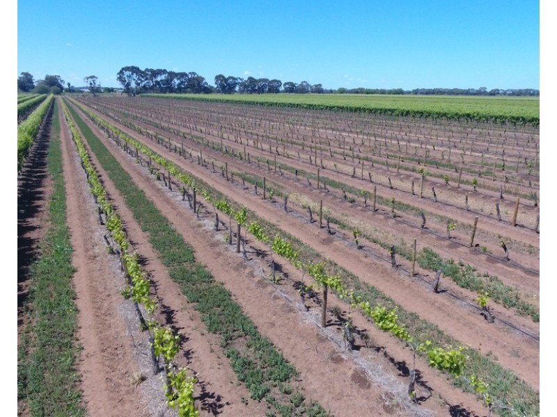 Farm 415 Yenda Road, Yenda NSW 2681