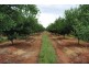 Farm 3 Sainty Road, Hanwood NSW 2680