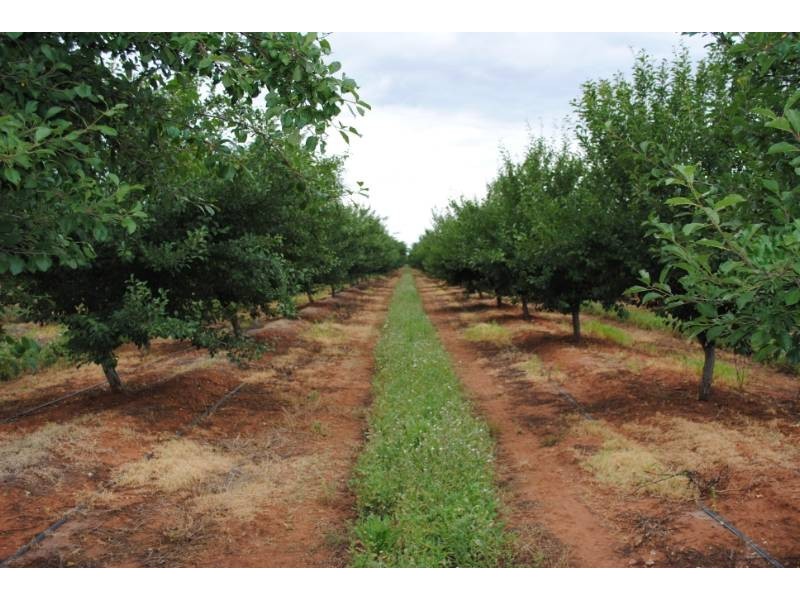 Farm 3 Sainty Road, Hanwood NSW 2680