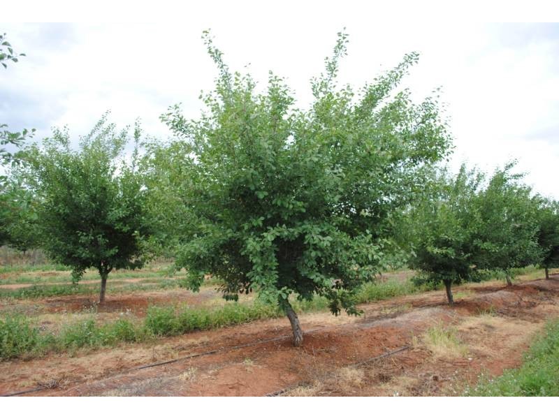 Farm 3 Sainty Road, Hanwood NSW 2680