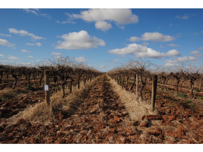 Farm 1561 Pratt Road, Yenda NSW 2681
