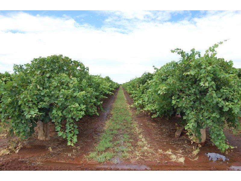 Farm 561 Keary Road, Bilbul NSW 2680