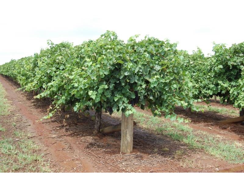 Farm 561 Keary Road, Bilbul NSW 2680