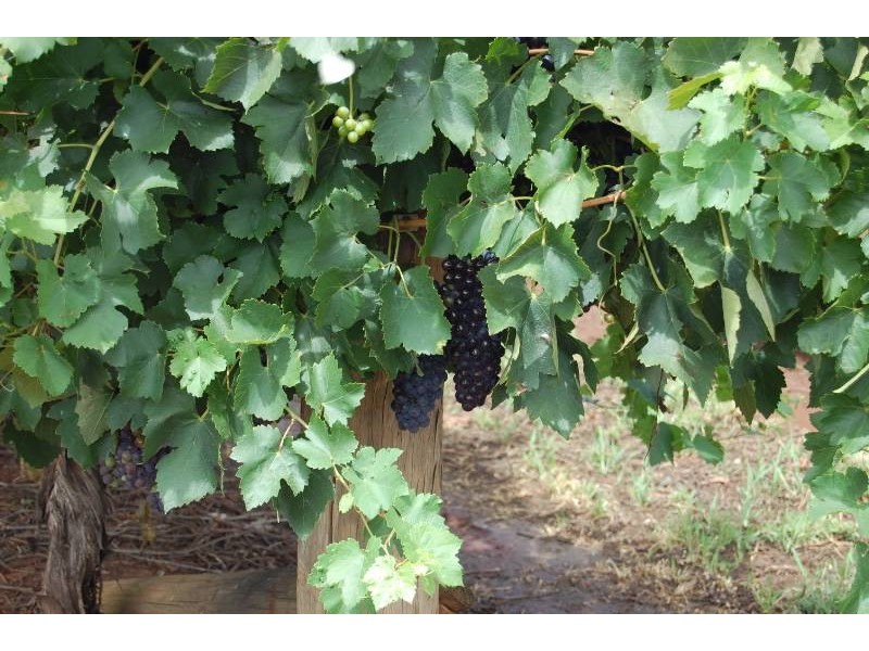 Farm 561 Keary Road, Bilbul NSW 2680