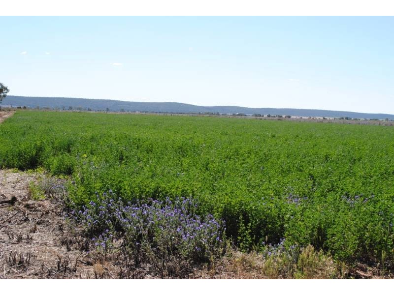 Farm 1615 Gribble Road, Yenda NSW 2681