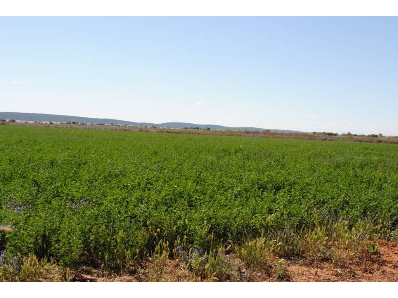 Farm 1615 Gribble Road, Yenda NSW 2681