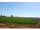 Farm 1615 Gribble Road, Yenda NSW 2681